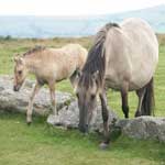 Wildpferde in Dartmoor
